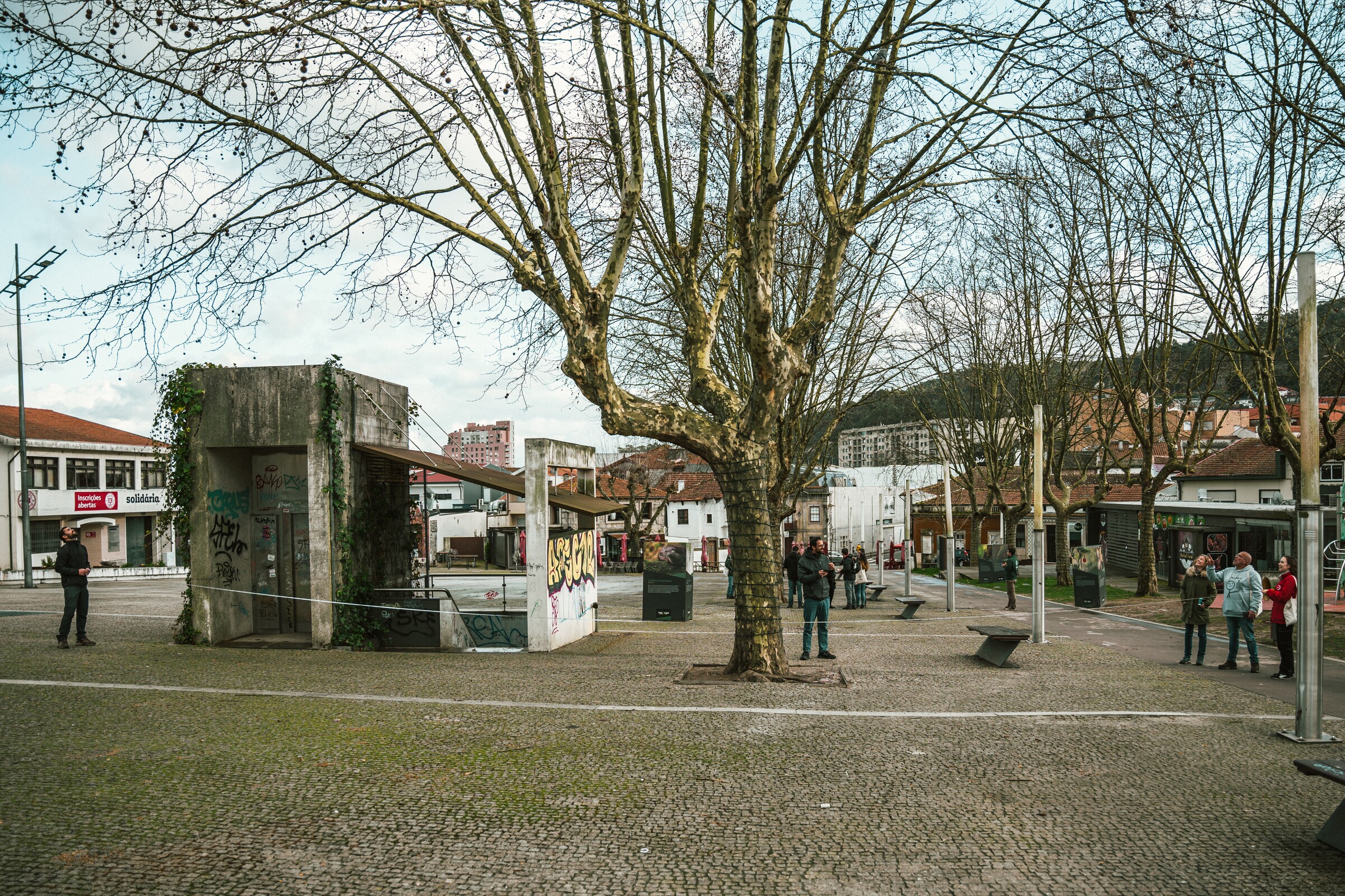 Caminhada Interpretativa - Gigantes Verdes