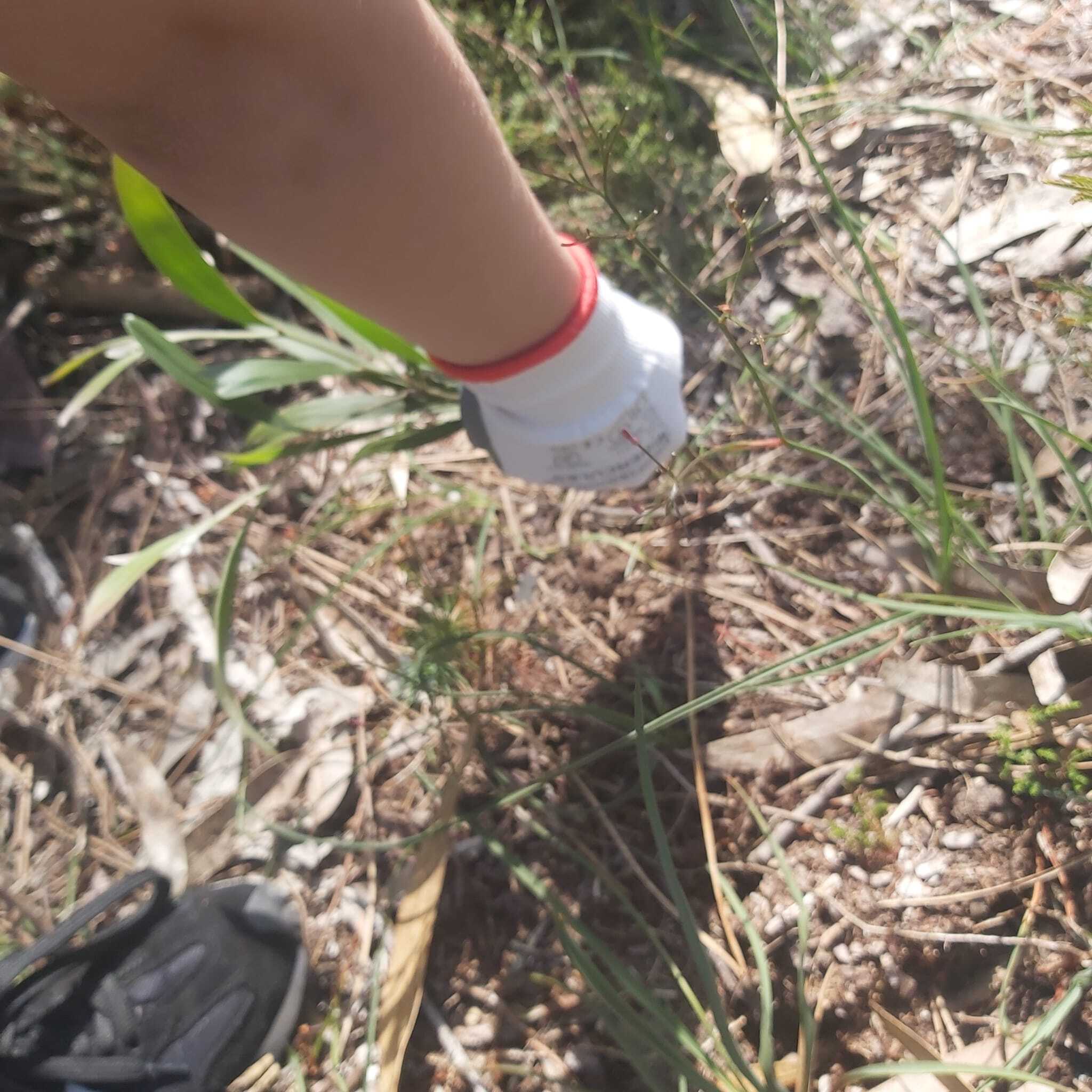 Ações de controlo de invasoras - Dia Mundial da Biodiversidade